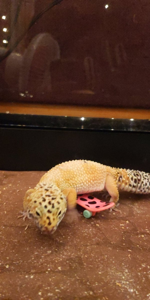 jozirozi19's tweet photo. Watch out @tonyhawk, my gecko is coming for your brand https://t.co/aJ4XSkvV91