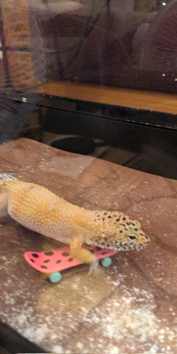 Watch out <a href="/tonyhawk/">Tony Hawk</a>, my gecko is coming for your brand