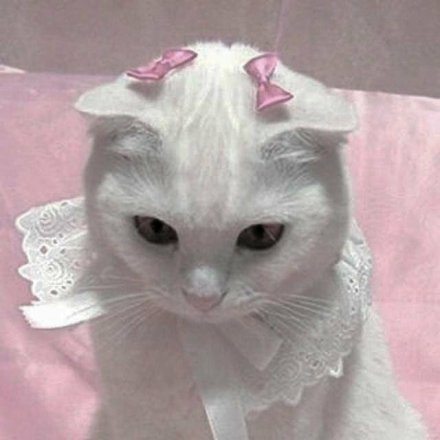 swtiepjm's tweet photo. gatinhos pra melhorar seu dia ou noite ! — a thread https://t.co/vJFnCn6Khe
