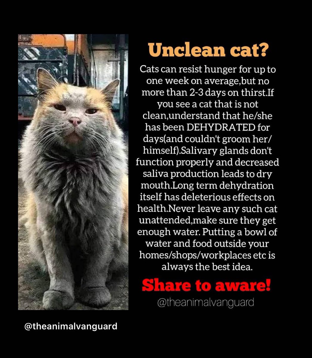 liabaelity's tweet photo. i just think this is important 🐈 https://t.co/avh017sbFU