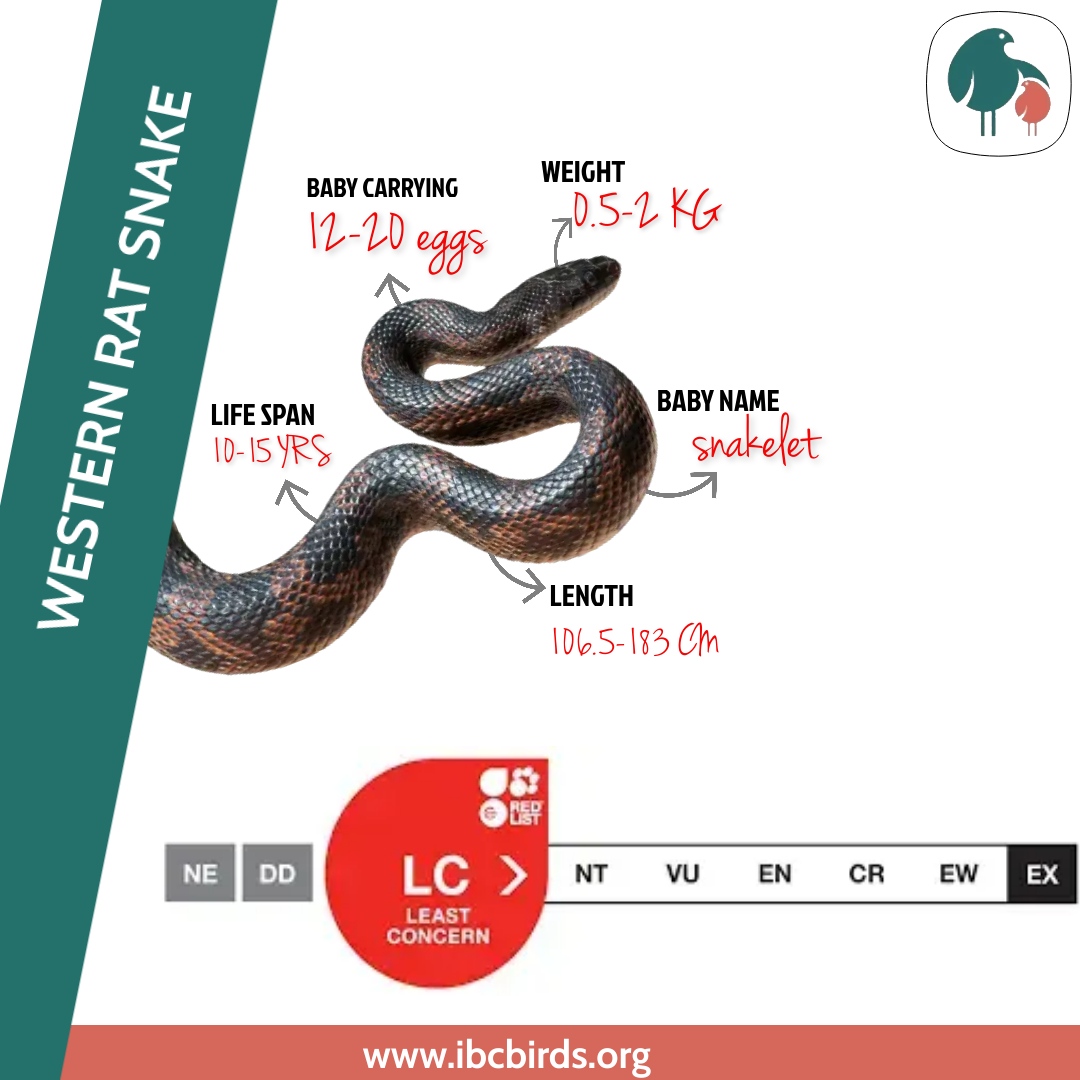 #Reptiles

Western rat snakes breed in late May and early June. 

Males use pheromones to attract females passing through their territories and will initiate the mating process with the female. 

#IBCBIRDS #WesternRat #Ratsnakes