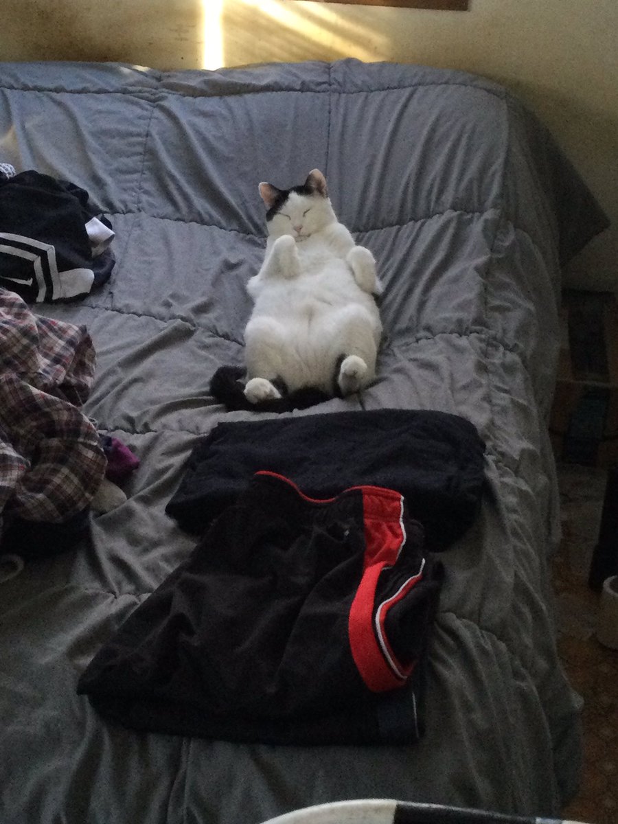 RikuSoma's tweet photo. @GrayStillPlays My boy Simon, living his best life without a care in the world. https://t.co/FzPXkUAAZR