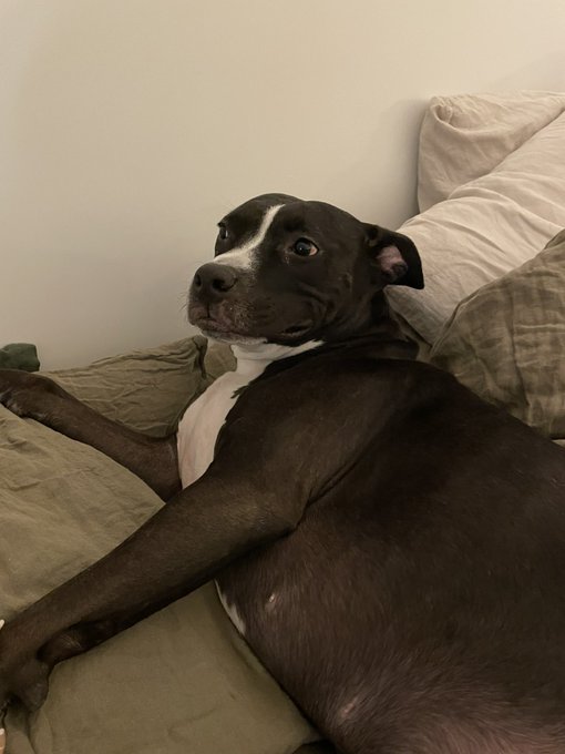 i love my stupid dog https://t.co/wCsaa0p87c