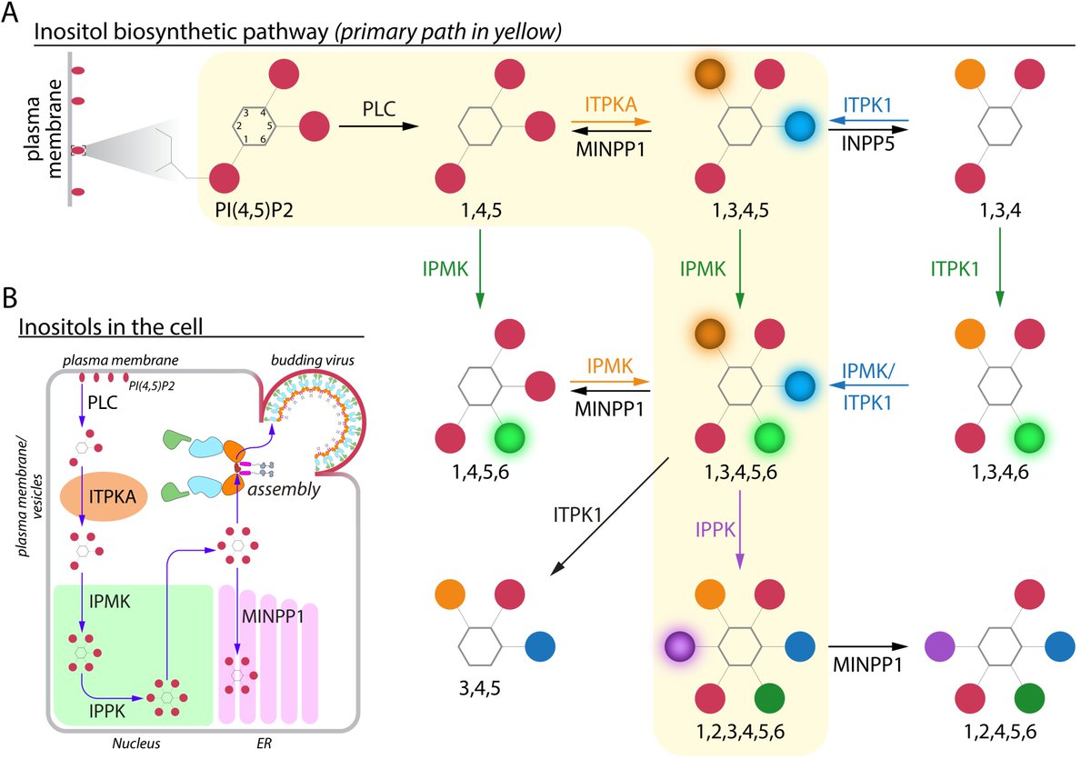 Inositol Phosphates and Retroviral Assembly: A Cellular Perspective mdpi.com/1405604 #mdpiviruses via <a href="/VirusesMDPI/">Viruses MDPI</a>