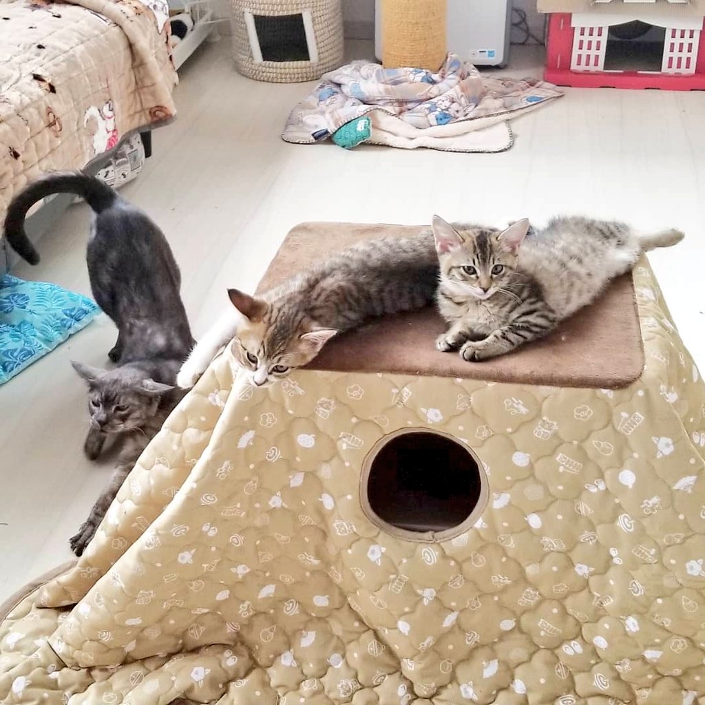 猫カフェnya Go にゃーご 公式 Since Twitter