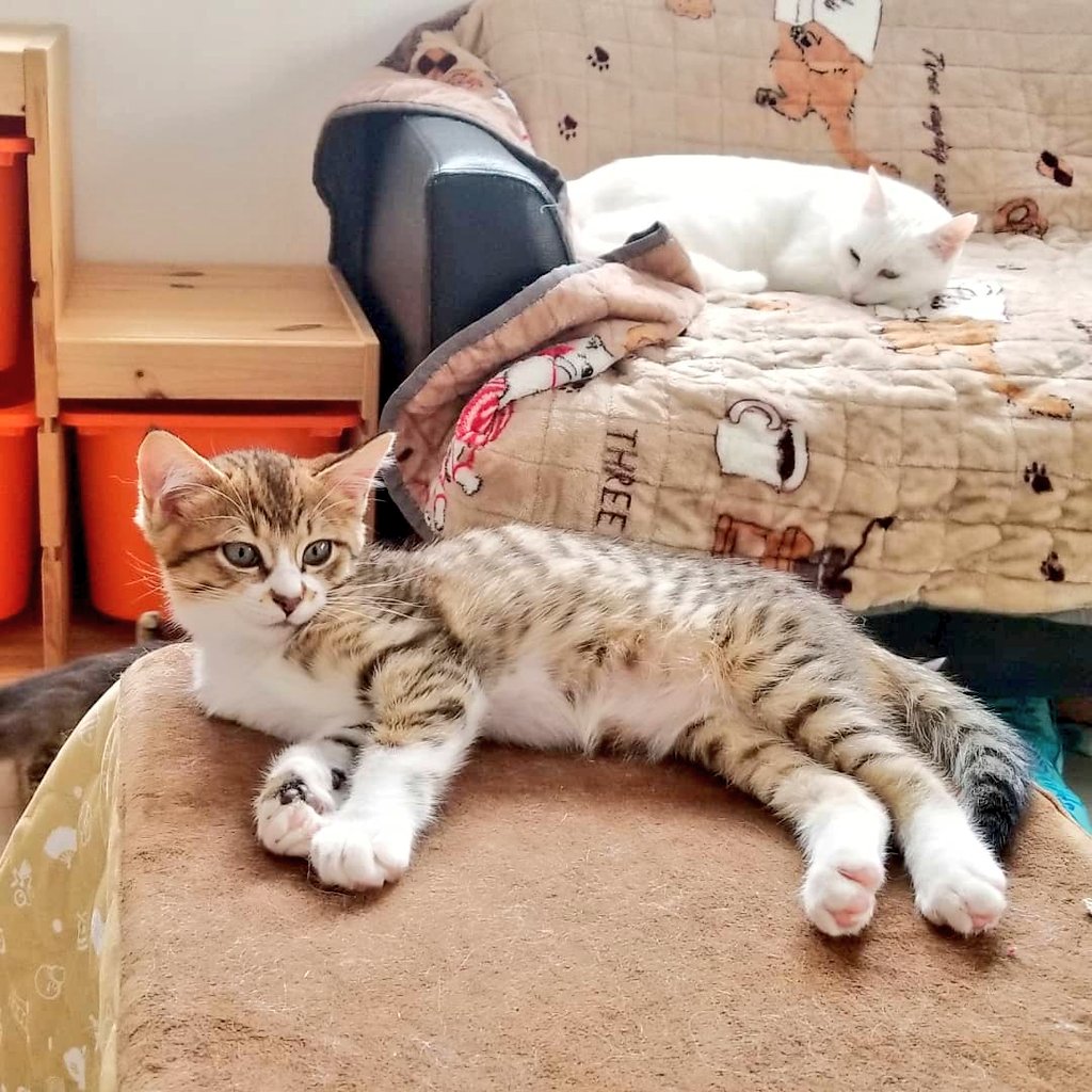猫カフェnya Go にゃーご 公式 Since Twitter