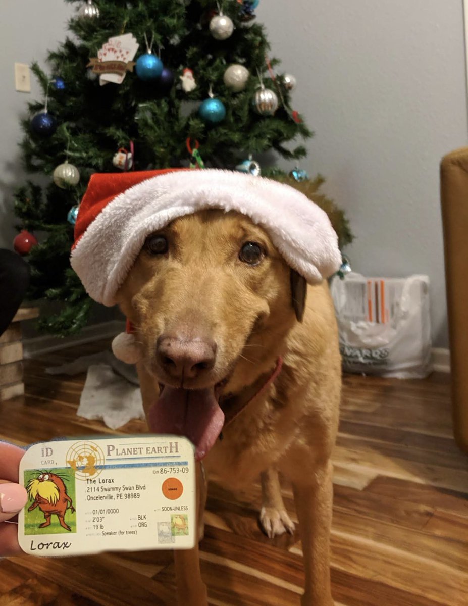 This is my dog. He is a K-Strategist!Dogs are K strategist since they tend to have fewer offspring, but survive longer since they are cared for. He came from the humane society, and when we adopted him, he has a better chance of survival! <a href="/franklinlorax/">APES Project Lorax</a> #apeseco #apesecology