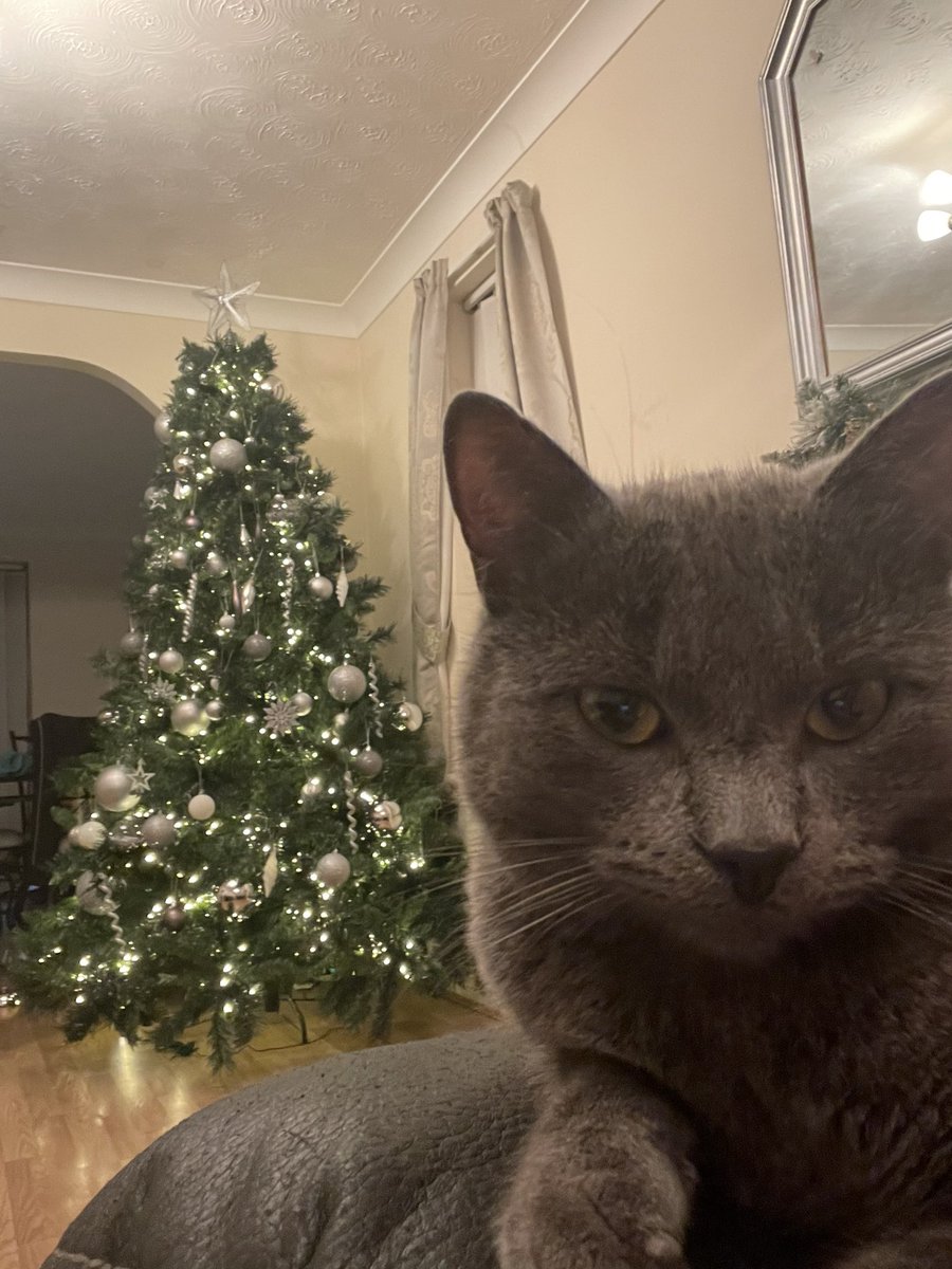 MisterLeeee's tweet photo. #sweep #CatsOfTwitter #xmascat https://t.co/u3Ww9y2ZjB