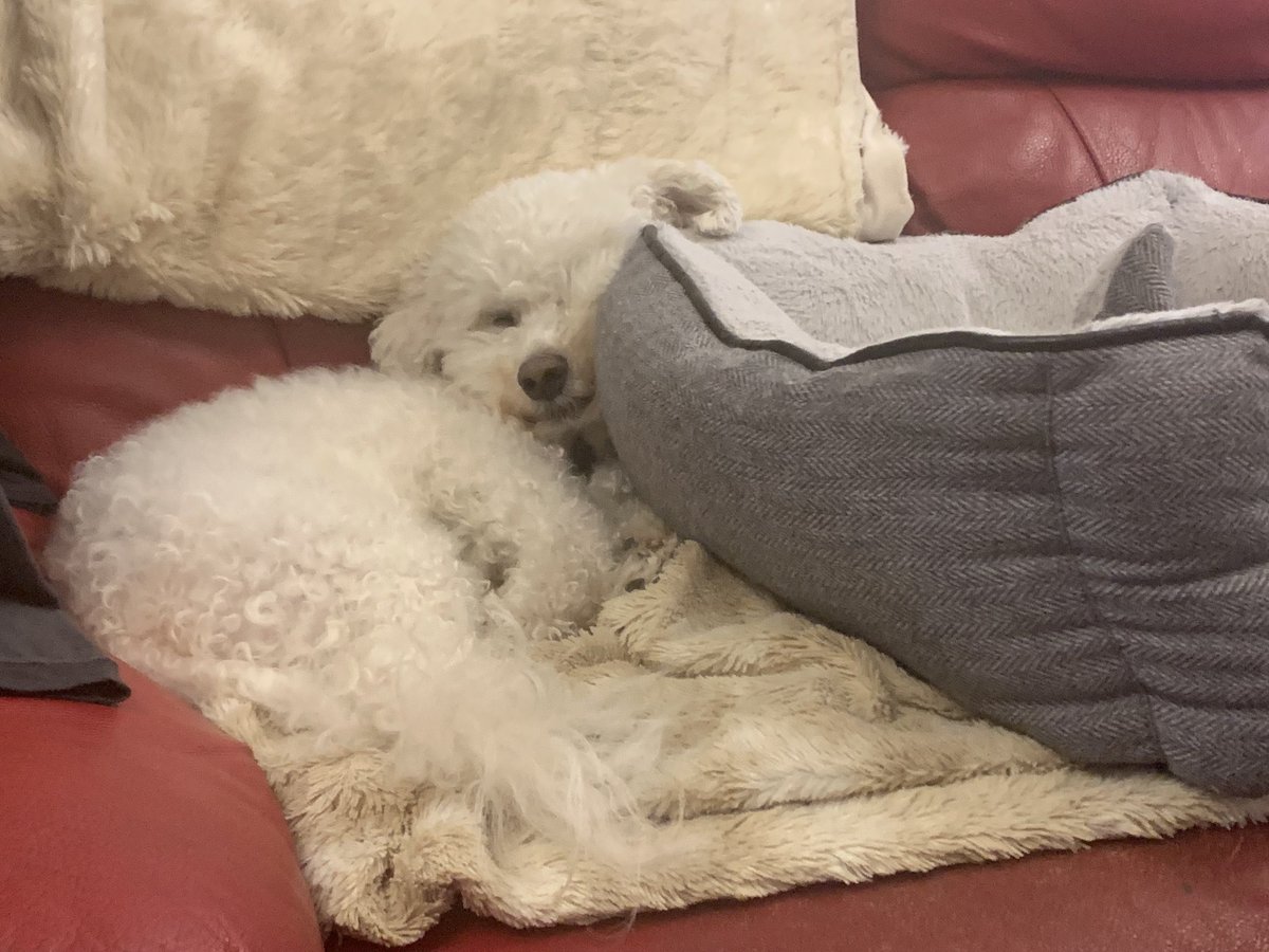 BarbaraGuinn1's tweet photo. Someone is missing the point. Why sleep comfortably in your bed (on the sofa) when you can scrunch yourself next to it. #dogsoftwitter #bichonefrise #humantraining https://t.co/nCTkyqoDTJ