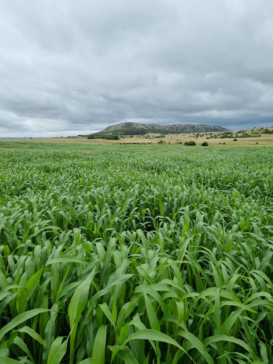 PolachoApolant's tweet photo. A comer! Sorgo forrajero BMR #Gentos75BMR. FS 1/11/21. Hace 46 días de sembrado. DS 23kg/ha. Antecesor: "Pradera" 6 años engramillada.
@GentosUy
#FibraBMR
#Calidad
#AltaDigestibilidad https://t.co/6uNKCbGJki