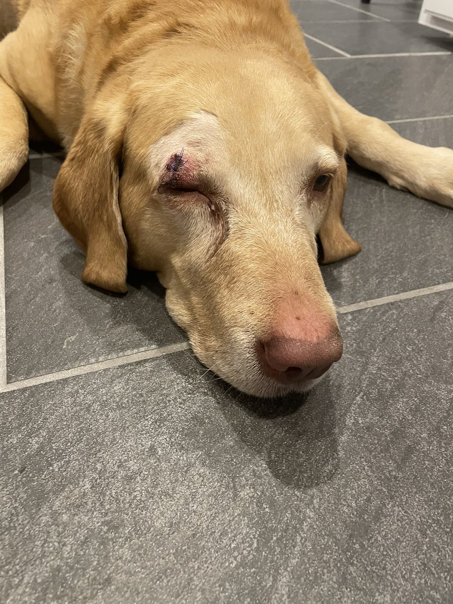 nolapups's tweet photo. Been a rough week guys. But I won the battle with a a cyst near my eye! https://t.co/CbK9gqdJ53