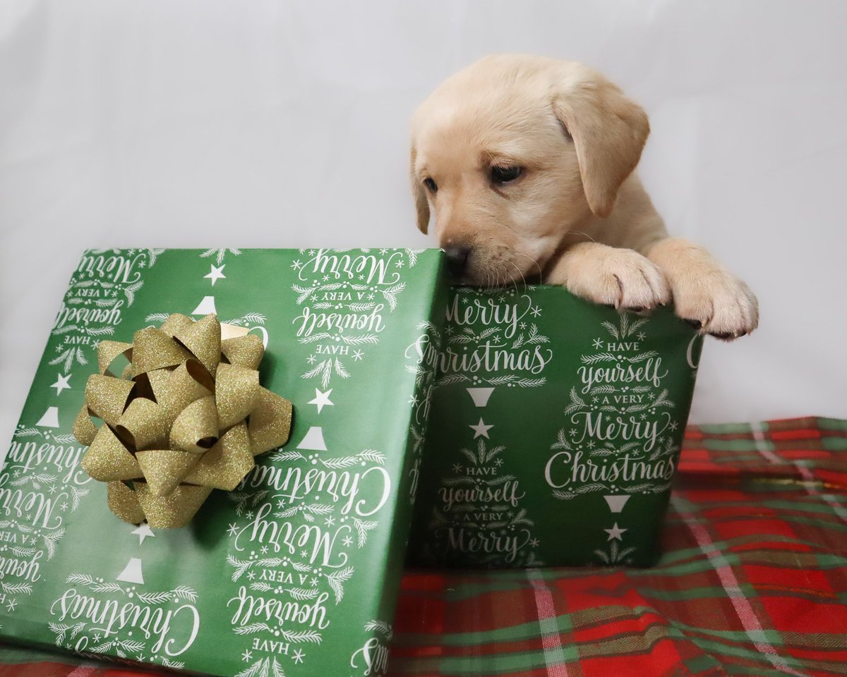 #ThankYouThursday Our partnership with the Cambridge Bingo and Gaming Centre is the gift that keeps on giving. Their donations are used to provide food and vet care for all of our dogs in development throughout the year.