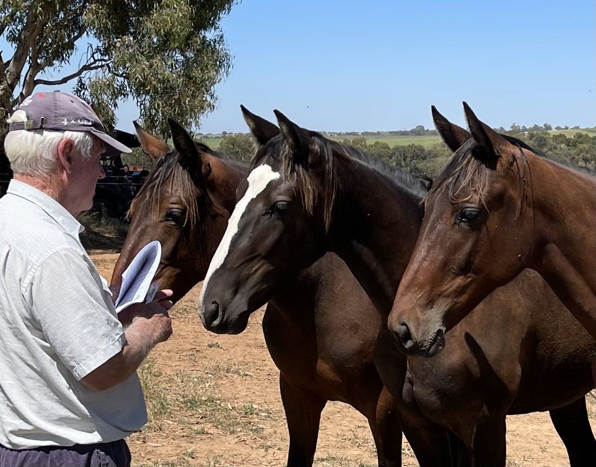 SuccessStud's tweet photo. 2022 APG Sydney @AustPacingGold Yearling inspections off n running.
Best time to see them in the paddocks. Book your inspections now #successbreedssuccess #54yearsofsuccess #2022yearlingsofsuccess https://t.co/CTPTwY9ZTi