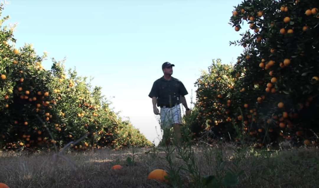 DrVChimhutu's tweet photo. BEFORE     and      AFTER

Chigwell Estate in Chegutu used to be a multi-million dollar orange exporter with 42000 orange trees under the ownership of Thomas Beattie.

Just one of many eg. of how land grabbing has killed us. ZANU-PF never learn. Sad 😢

#ZimbabweYadzoka https://t.co/wPxCyrXkuL