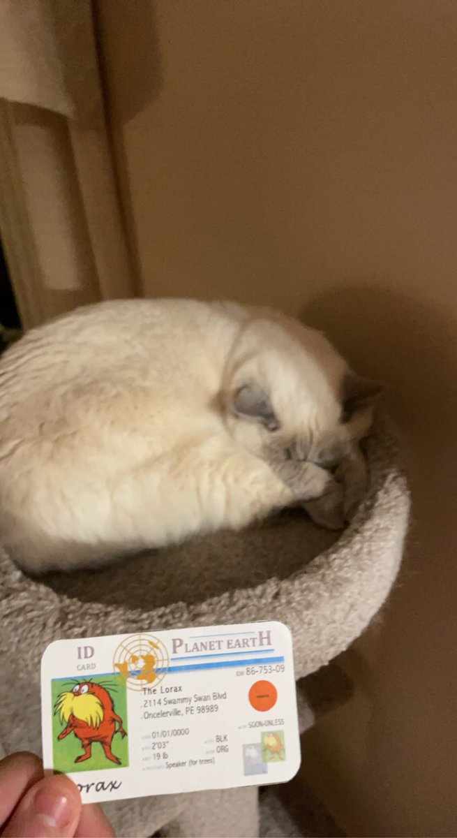 decomposedhorse's tweet photo. This is my cat Coral and she is a perfect example of a k-strategist. She has fewer offspring and takes a better care of them so they can grow up into adults and have more offspring #apesecology @franklinlorax https://t.co/q3PoAZj2d6