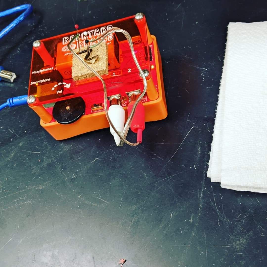 Azul Purcell tweet media