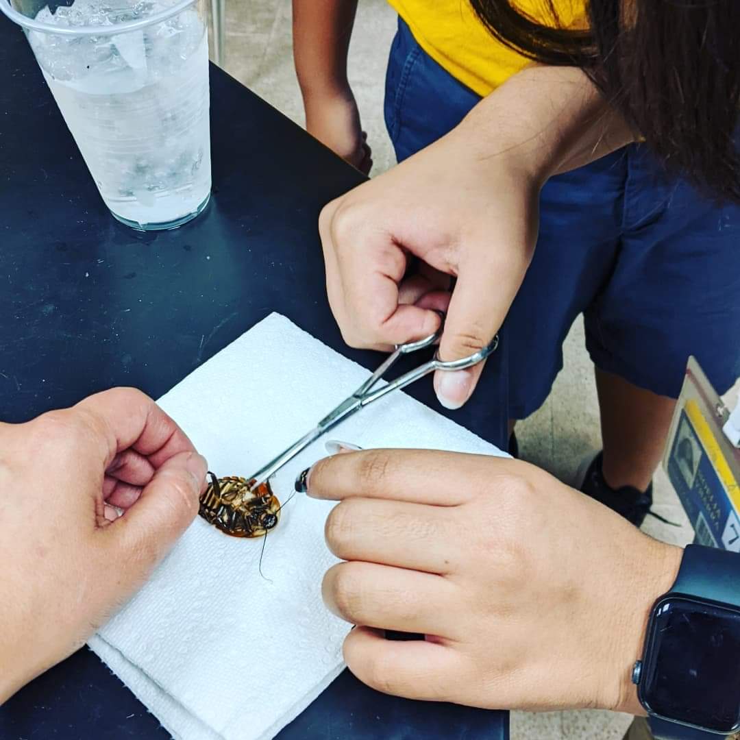 Azul Purcell tweet media