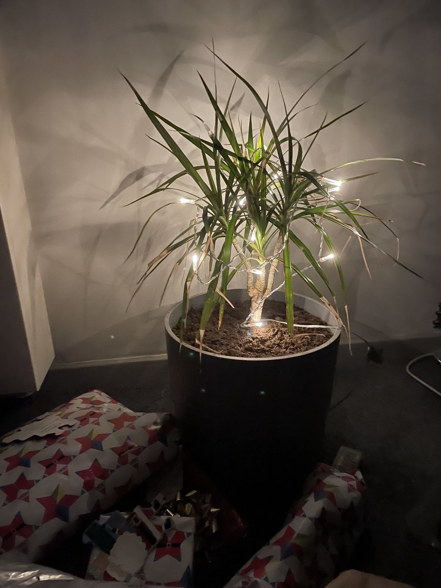 Makeshift Christmas tree. Don’t worry I took the lights off after the picture so my plant is unharmed. FT 😂🎄