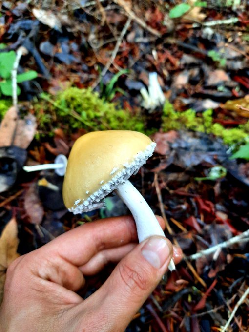 spores
