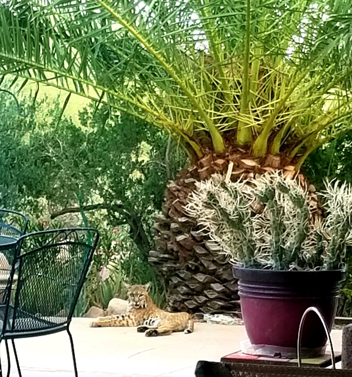 KingsGarment's tweet photo. A cute #BobCat waiting for me to give him some #FiletMinon 😋😋😋 https://t.co/wLTCiNf8Fe