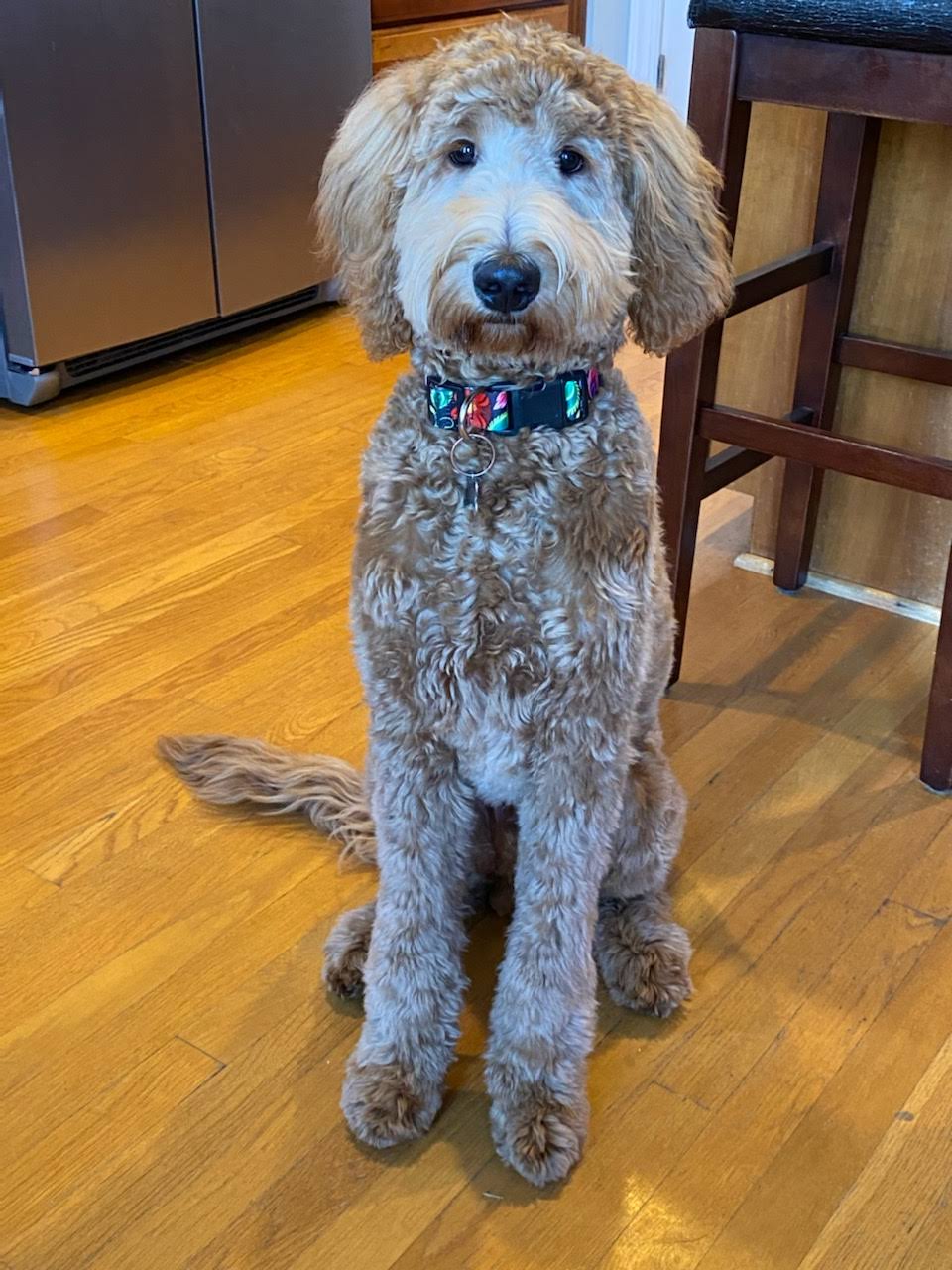 Goldendoodle cuts sale