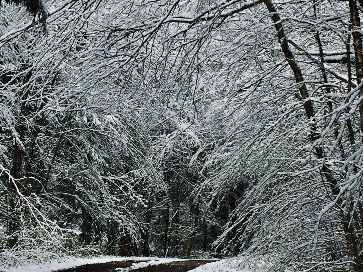ComfyVan's tweet photo. Wintry white walk. Wonderful! #snow #winterwonderland #winter #dontletthecoldslowyoudown https://t.co/7yqHJLtlP7