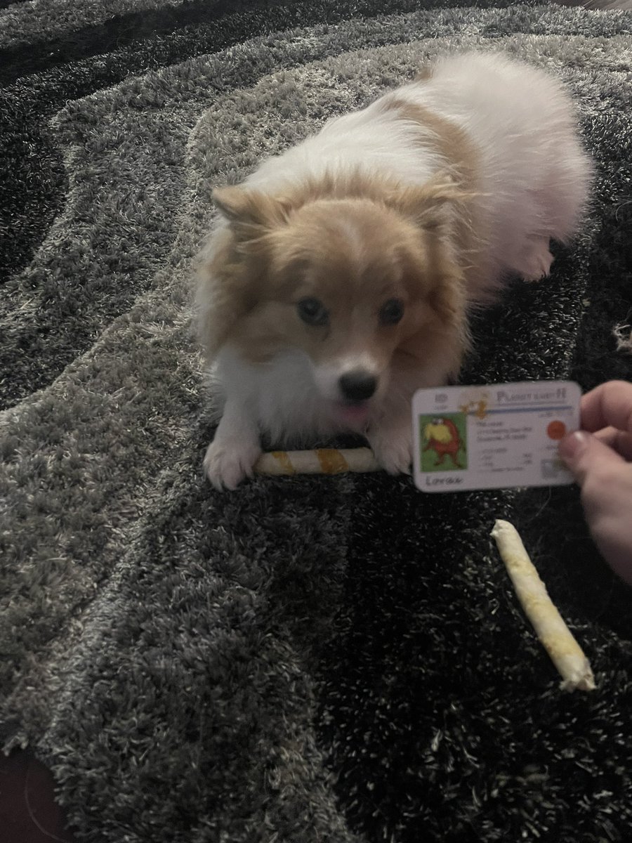 Jordanflood23's tweet photo. @franklinlorax #apesecology this is my dog she is a K-Specialist as he has few offspring https://t.co/wXLAnyRKhu