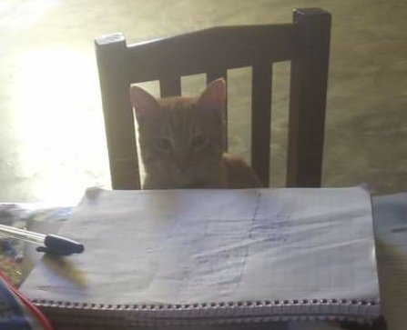 ellmichi's tweet image. Aquí estudiando