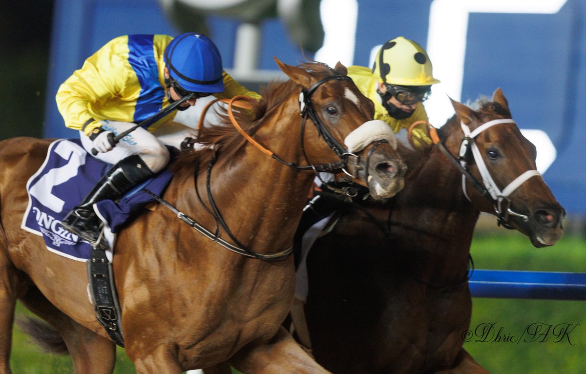 RacingDubai's tweet photo. What a great night of racing we had last night! 
Congratulations to all our winners! 
Photos: @Abdullaallahaf. 

#racingDubai 🏇 https://t.co/hidUOW7EJp