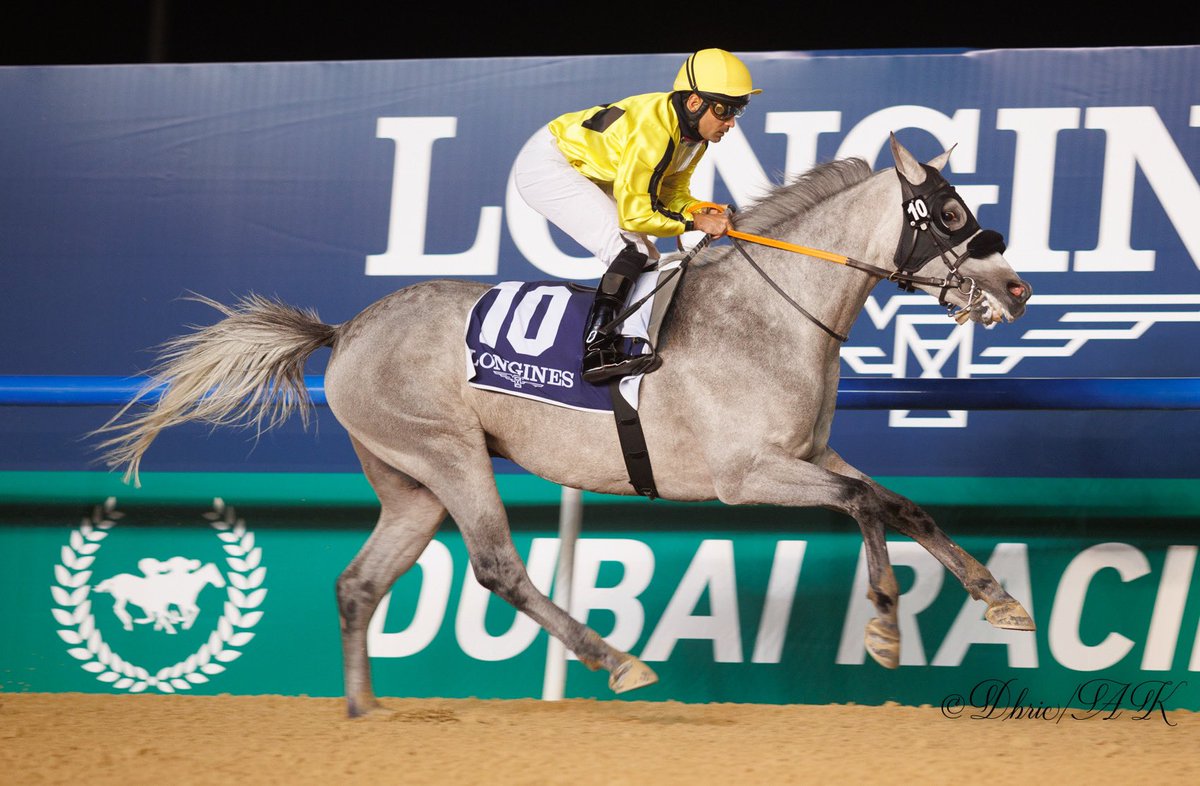 RacingDubai's tweet photo. What a great night of racing we had last night! 
Congratulations to all our winners! 
Photos: @Abdullaallahaf. 

#racingDubai 🏇 https://t.co/hidUOW7EJp