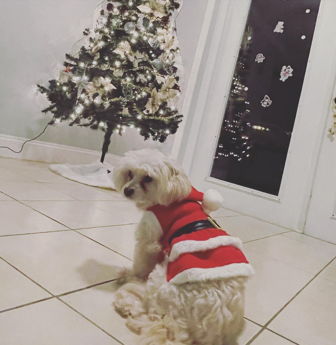 FlSito's tweet photo. My first Christmas with my Penelope 🐾♥️🎄 https://t.co/wh1S749OGB