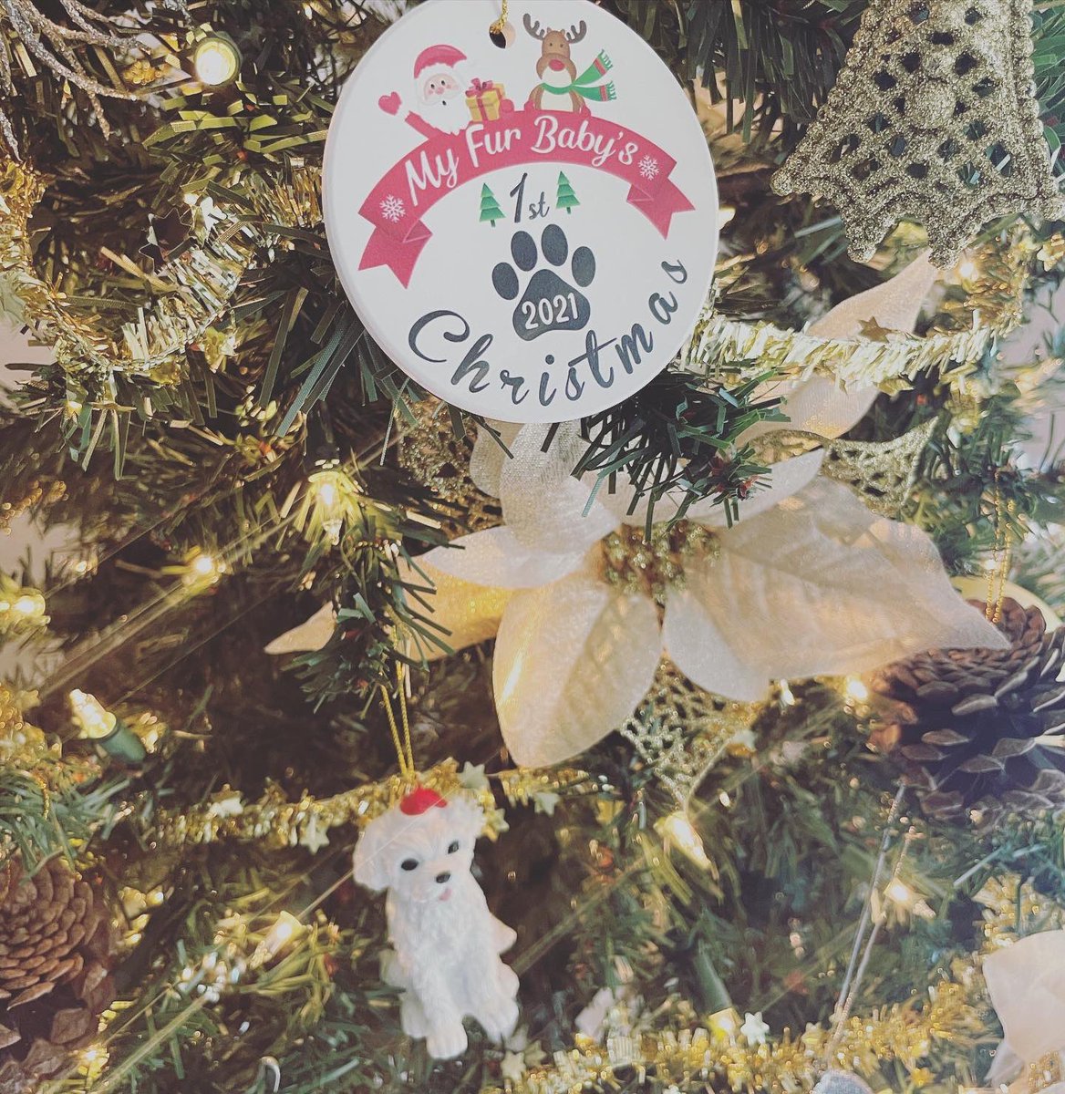 FlSito's tweet photo. My first Christmas with my Penelope 🐾♥️🎄 https://t.co/wh1S749OGB
