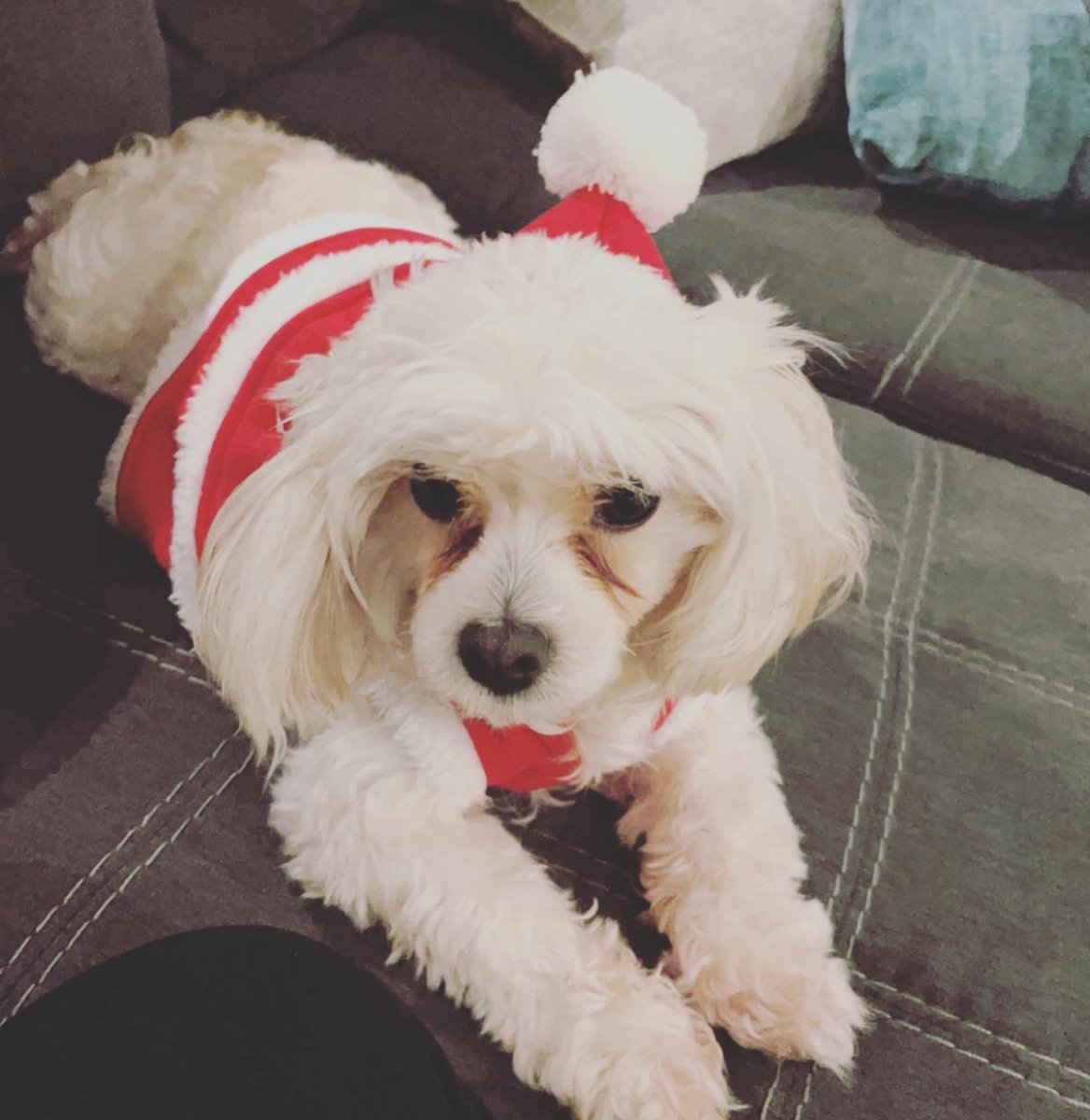 FlSito's tweet photo. My first Christmas with my Penelope 🐾♥️🎄 https://t.co/wh1S749OGB
