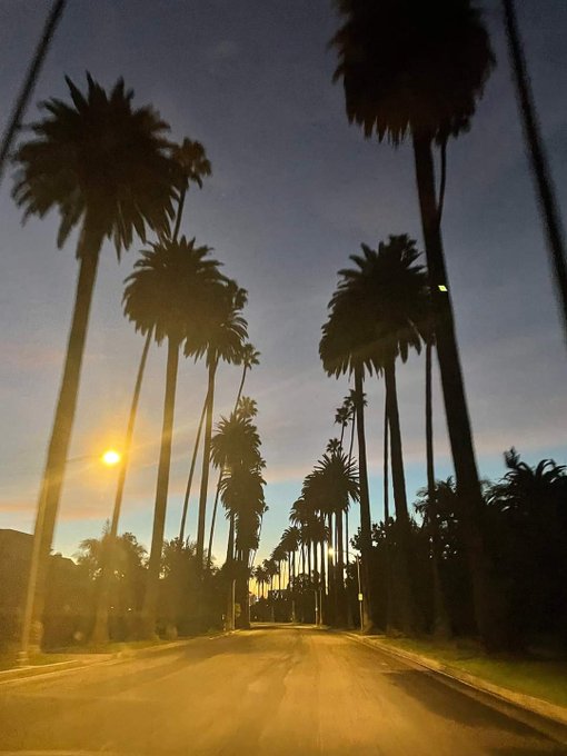 Beverly Hills at 6am this morning. 💖 #BeverlyHills #6am #palmtrees https://t.co/vfdjJnCGGd