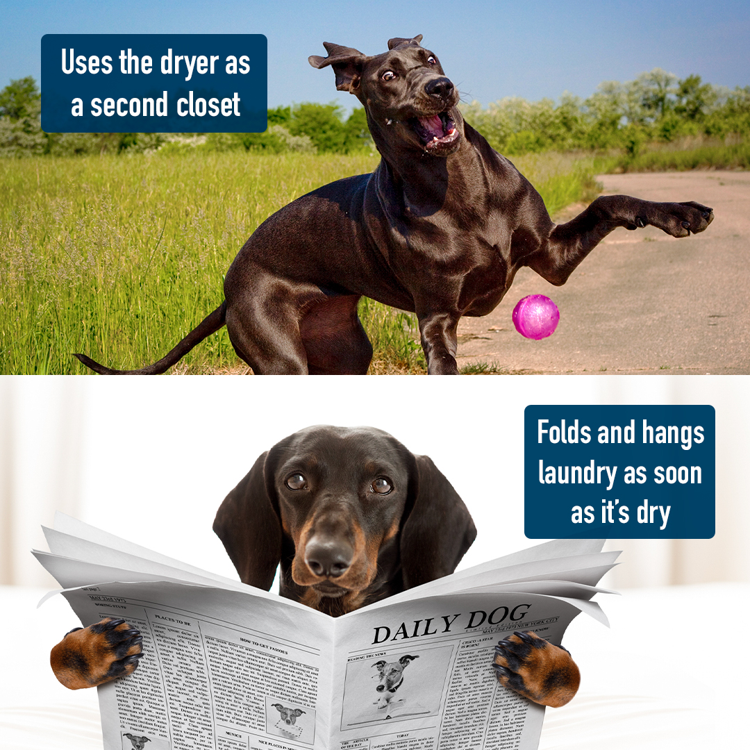 Purex's tweet photo. There are two types of people. Which one are you?
Trick question. These are dogs.
.
.
#laundry #deepclean #homecleaning #cleanhouse #laundrydayroutine #BrightClean #backtobright #Purexlaundrydetergent https://t.co/FwzutRwQN4