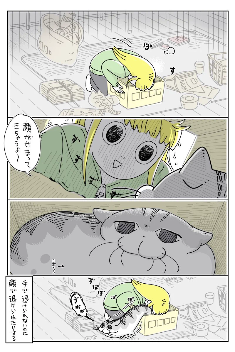 読んでいて癒される！箱を巡る、猫との攻防を描いた漫画が話題に！