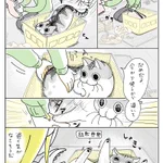 読んでいて癒される!箱を巡る、猫との攻防を描いた漫画が話題に!