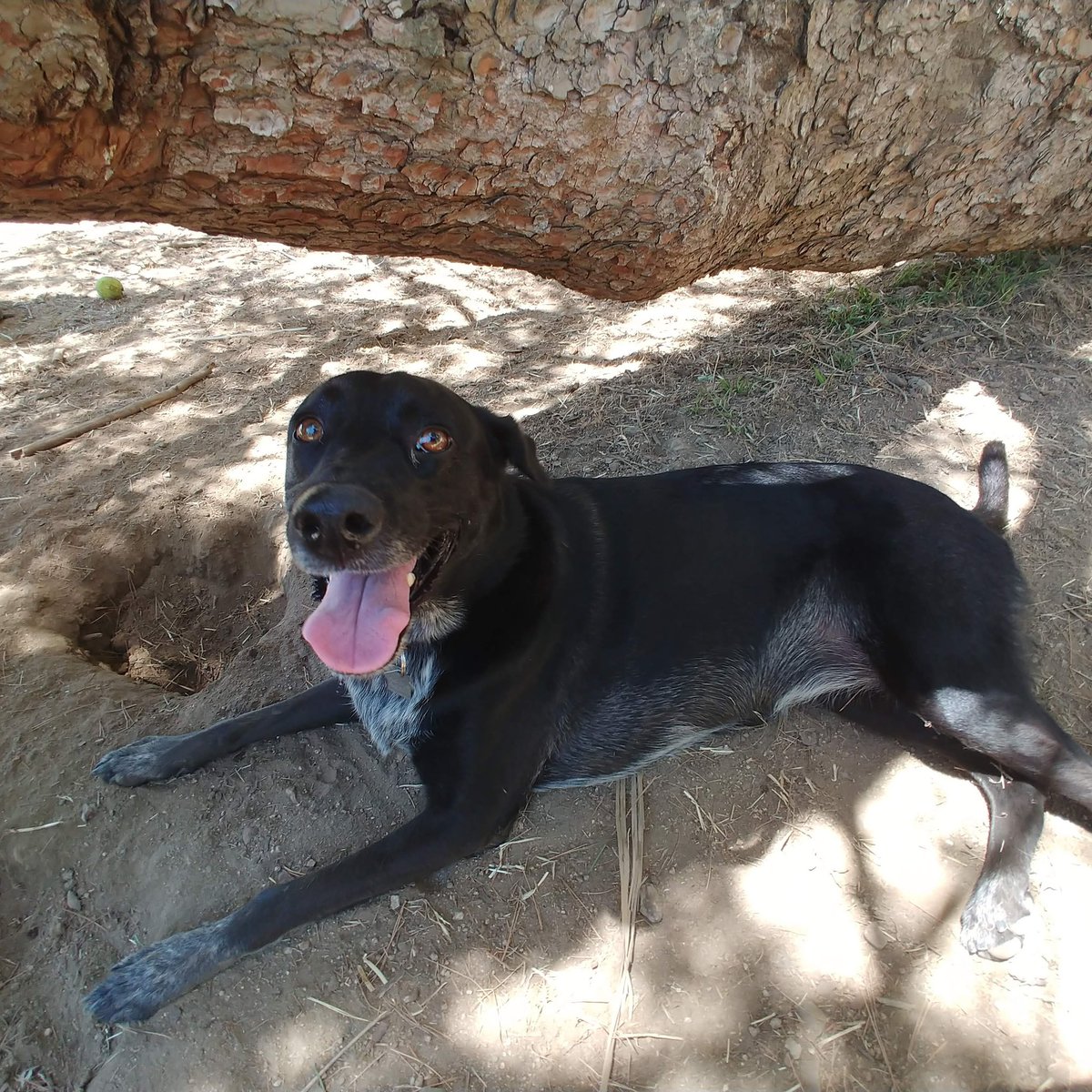 ManangMay's tweet photo. @dog_rates  Layla just got diagnosed with Immune Mediated Hypoglycemic Anemia, I wish this little girl can get back to digging holes and being her bouncy happy self soon. https://t.co/fBvlwywdJy
