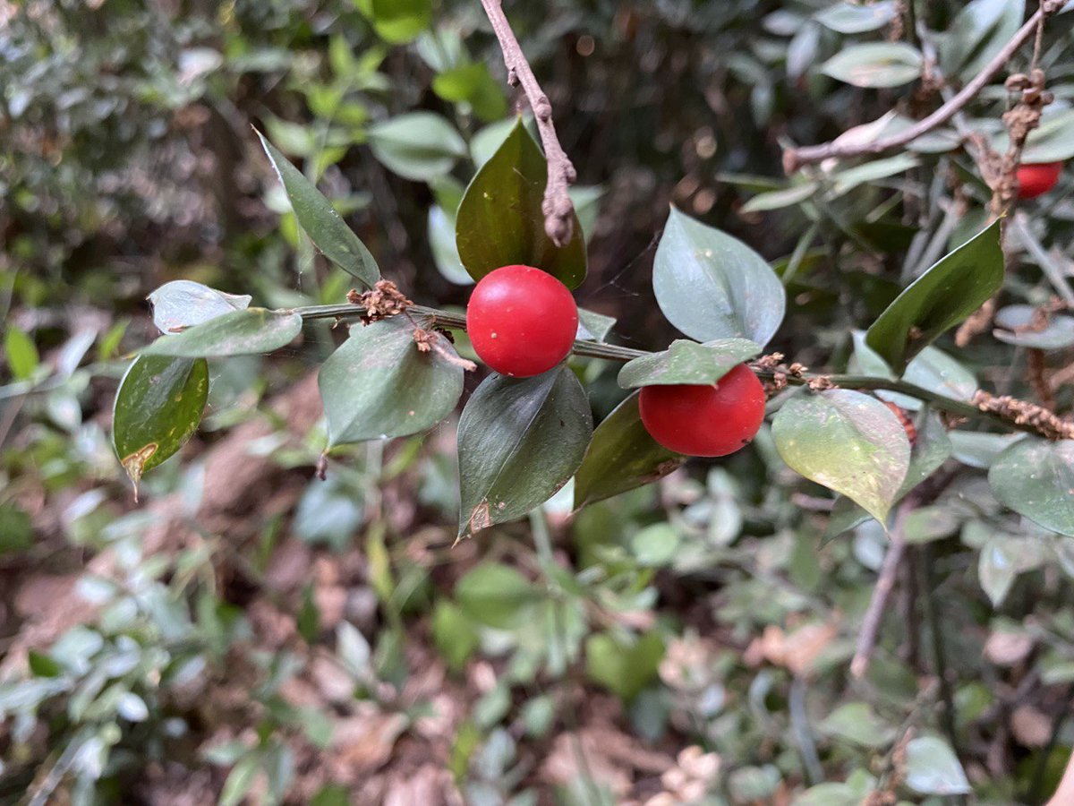 agriculturacat's tweet photo. 🎄Aquest #Nadal recorda❗️

El grèvol i el galzeran són espècies protegides. 
 
‼️S'han reduït degut a la sobre recol·lecció per a decoració
🪴Utilitza exemplars propagats en planter
✅Trieu altres ornaments
🚫NO recullis exemplars naturals.

Per un Nadal Sostenible #CuidemElBosc https://t.co/ippfoMVECc
