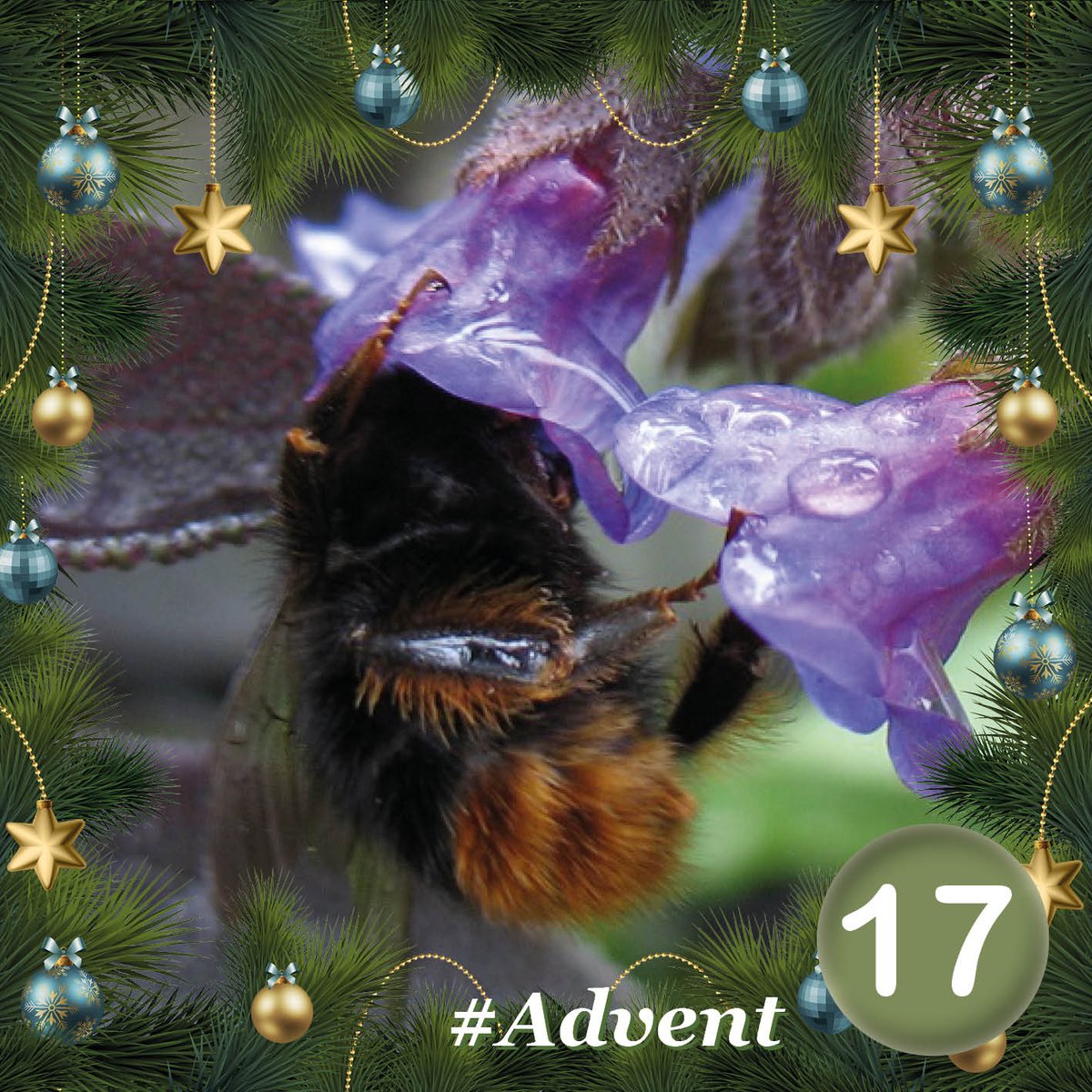 BumblebeeTrust's tweet photo. The Red-shanked carder bee (Bombus ruderarius) has an orangey-red tail &amp; red hairs on its hind legs! ❤ This species has suffered a drastic decline &amp; is now one of the UK's rarest bumblebees. Found mainly in south &amp; central England, south Wales &amp; the Inner Hebrides. #BeeAdvent https://t.co/YLXbO20pzX