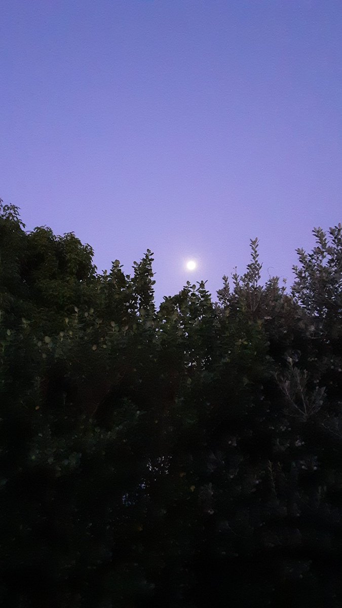 Lisa_Zate's tweet image. 🐷いこまいかい運動部🌸🌼
✅スクワット 20回
✅腹筋40回往復
✅walking 1h 
ほぼまん丸お月様で今日は締めです。
お疲れさまでした。また明日～🤗
#ダイエット倶楽部 #老化防止 #exerciselover #水2L