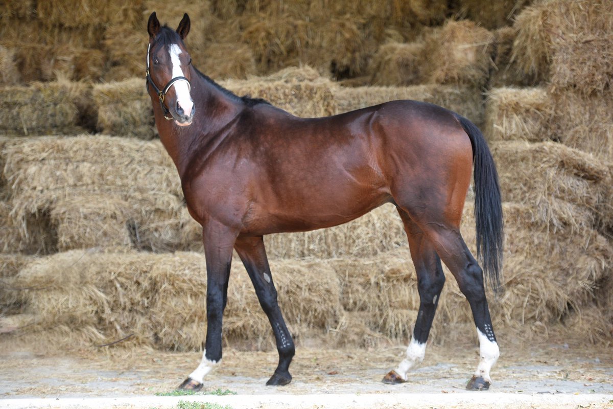 #Hasafet in 1900 metre çim pistte koşulan G2 Fevzi ÇAKMAK Koşusu’nda, 2018, 2019, 2020 yıllarında üst üste 3 kez 1.lik başarısı göstermiş olduğunu biliyor muydunuz?

Bu başarı asla şans olamaz. Doğru Kan Hattı Kazandırır!

Hasafet.com

<a href="/cebemed/">HAKKI ÖZYURTERİ</a> <a href="/EgitimTay/">Tay Eğitim Merkezi</a>