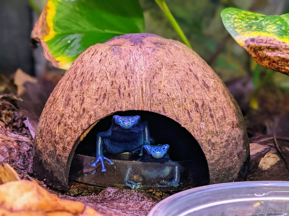 Sarah Westrick tweet media