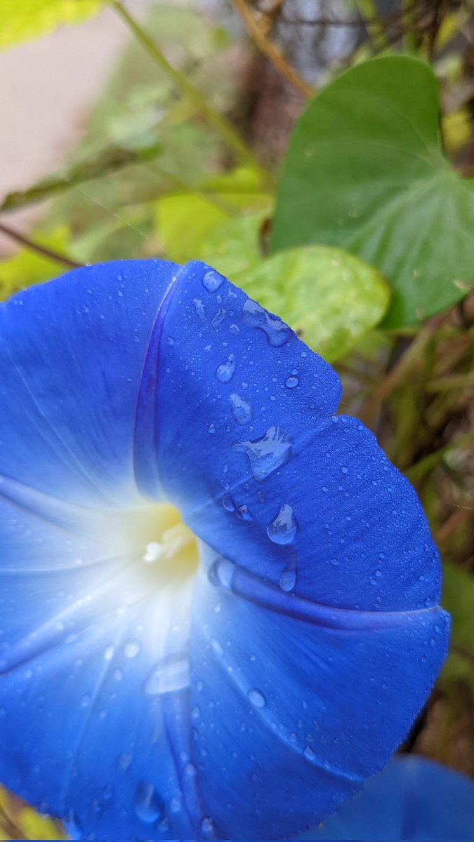 barnettlorri's tweet photo. A few macro pics from the morning glories trellis I saw earlier this week. #googlepixel5a #googleftw #flowers https://t.co/tchYdp0com