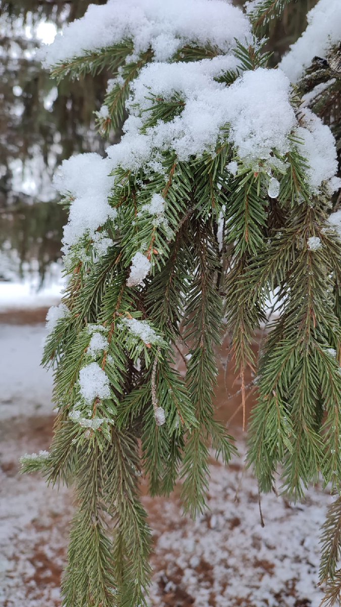 Доброе утро!❄

⛅ О погоде сегодня днём - облачно, местами слабый снег. Температура воздуха -4...+1 °C.