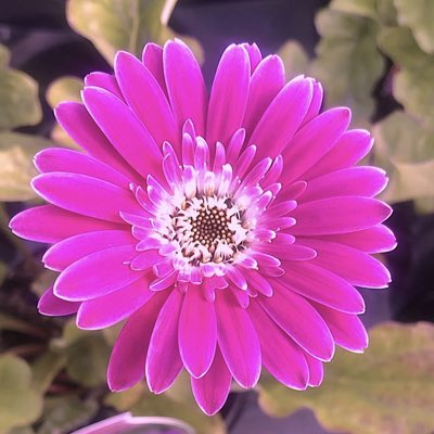 dailyflowerproj's tweet photo. #NewProfilePic https://t.co/TCCLQsF7no