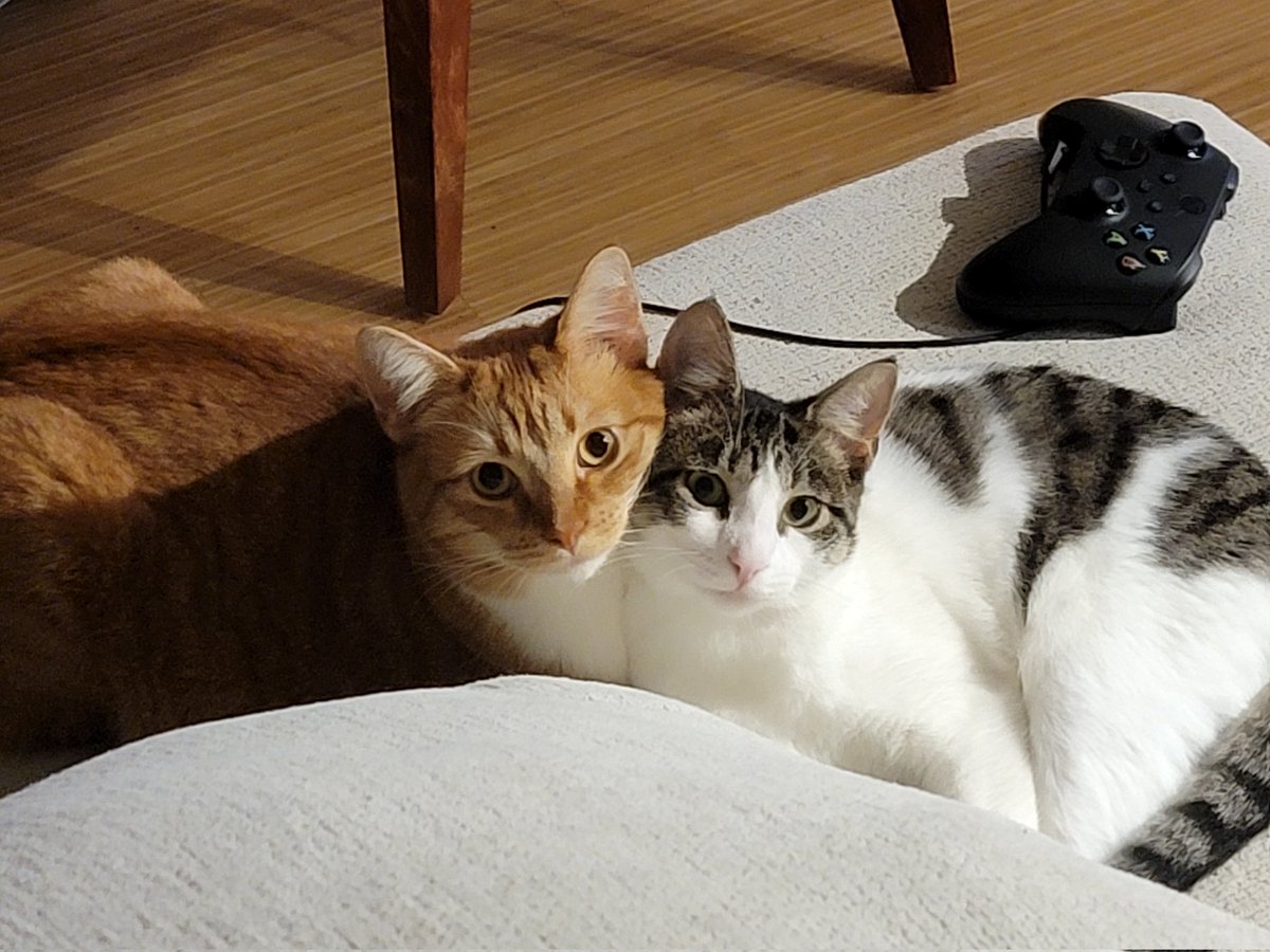 isachighsmith's tweet photo. @thekittenwinksy Hated each other at first now look at them https://t.co/tRkpoFkCbr