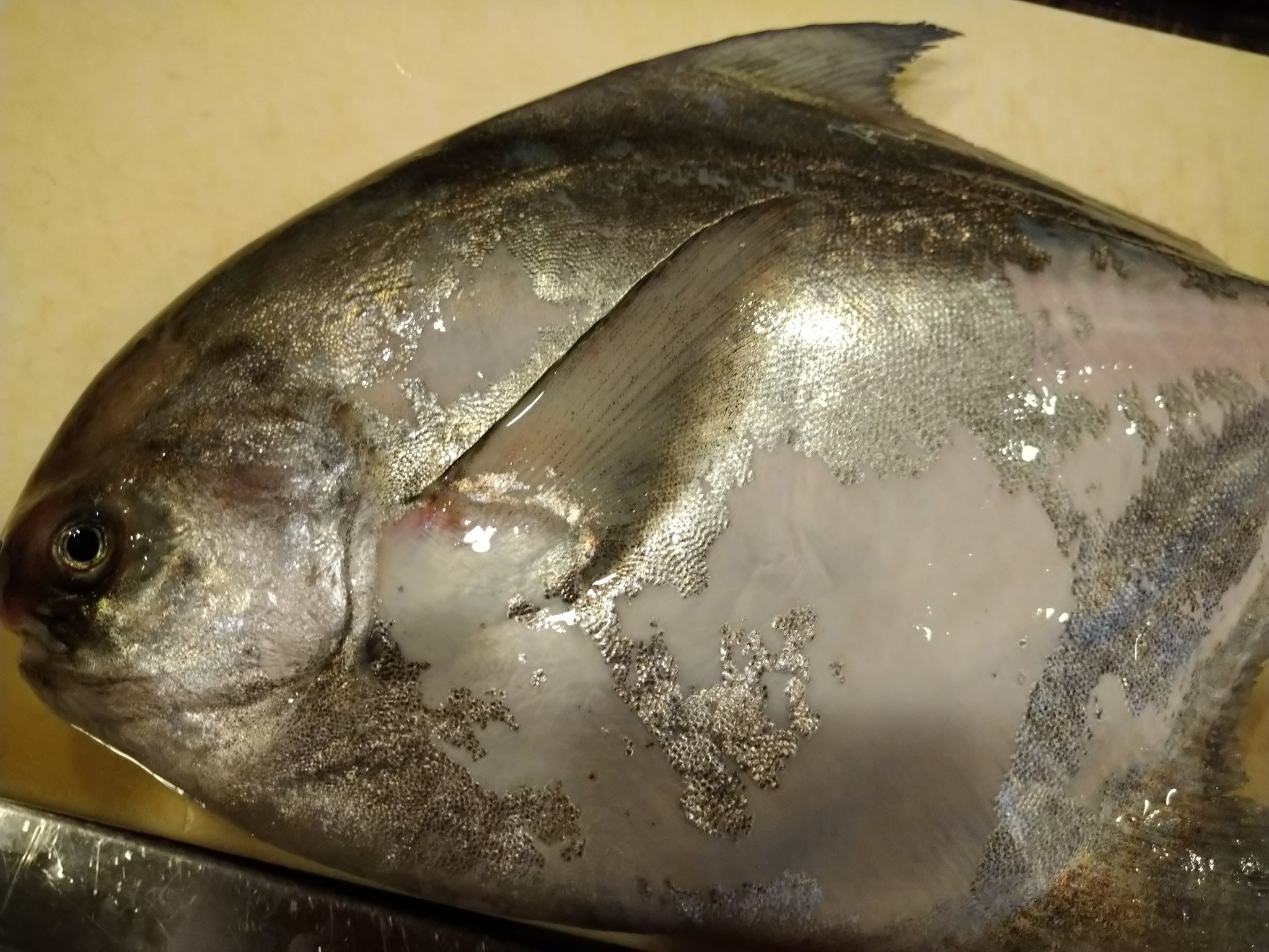 تويتر まるき على تويتر マナかつお お造りにします 塩焼きもいいね T Co Grwjp031ie