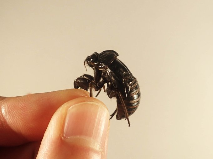 セミの抜け殻のtwitterイラスト検索結果 セミの抜け殻のtwitterイラスト検索結果