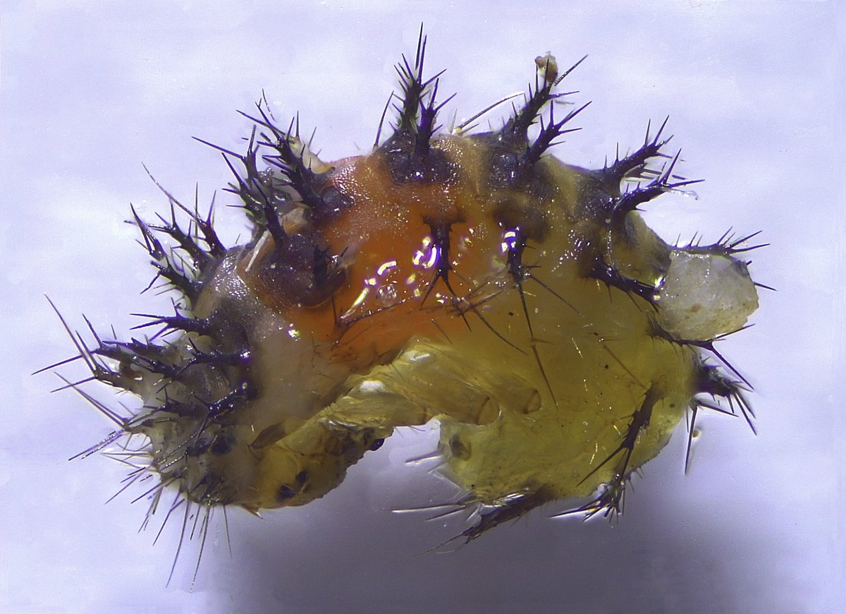dragonflycn's tweet photo. As promised, here's the rest of the specimen from yesterday. It was in fact the larva of a beetle (1st pic). Also included are a carpenter ant and a spider I found in my room #InverteFest. Have an awesome #Inverte Friday! https://t.co/5EcdO10XoL